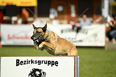 Serro de lorigine de faucon rouge